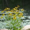 Daisies on the pond - photo by Kate